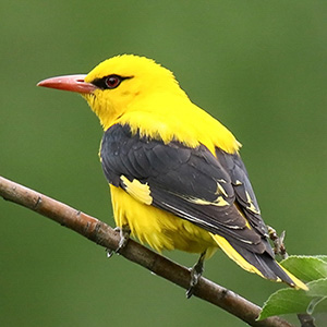 Indian Golden Oriole